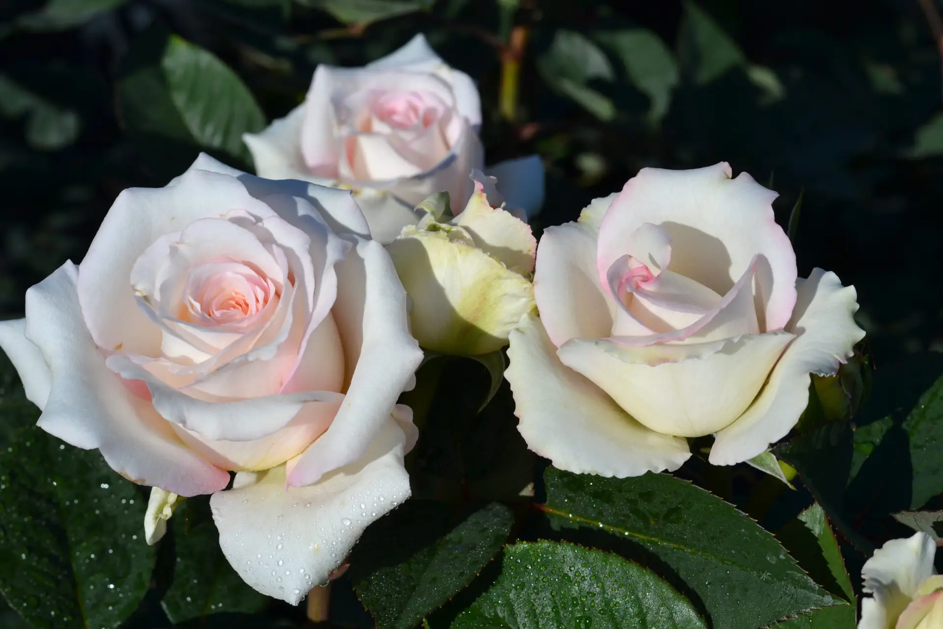 lovely white voluptia