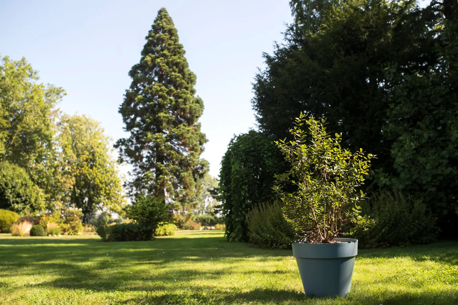 Lire la suite à propos de l’article Jardinage : planter et entretenir des baies de mai